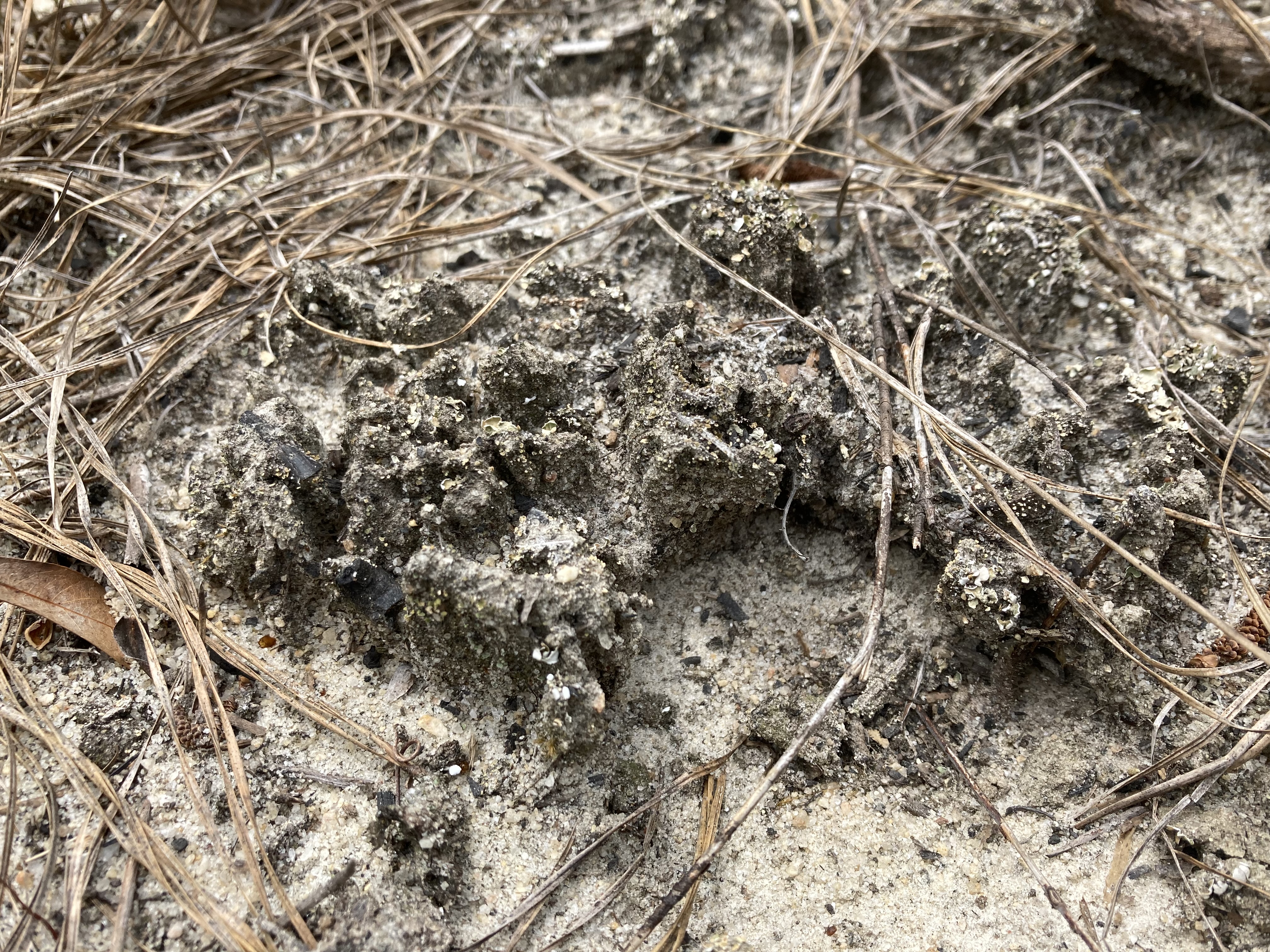 picture of biological soil crusts