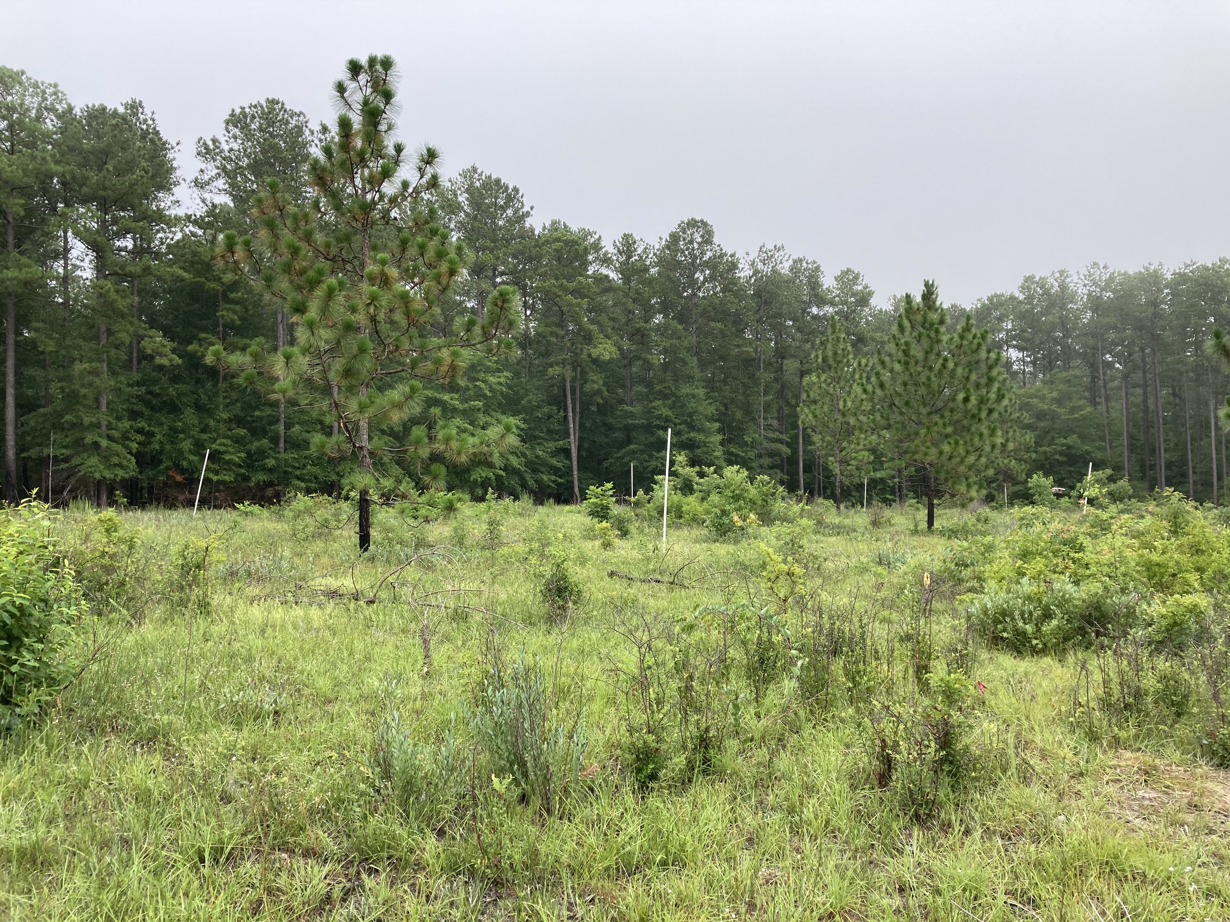 picture of fieldwork site
