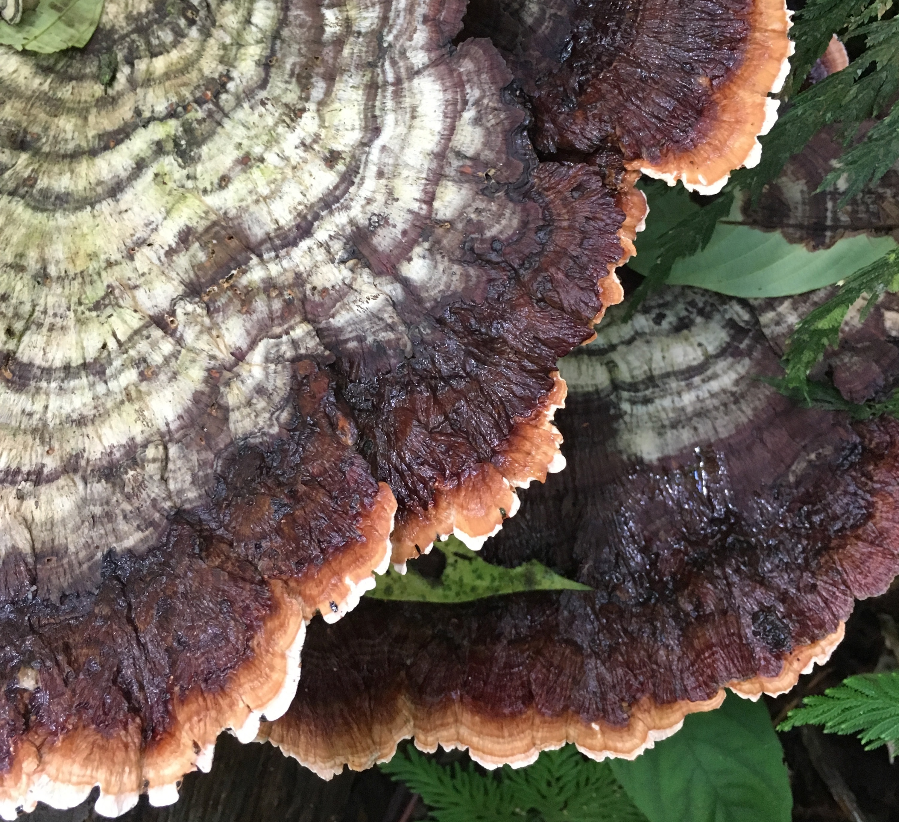 zoomed in picture of turkey tail mushrooms 